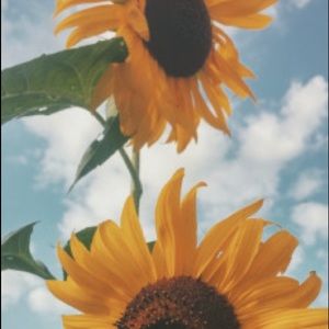 Meet your Posher, Imani